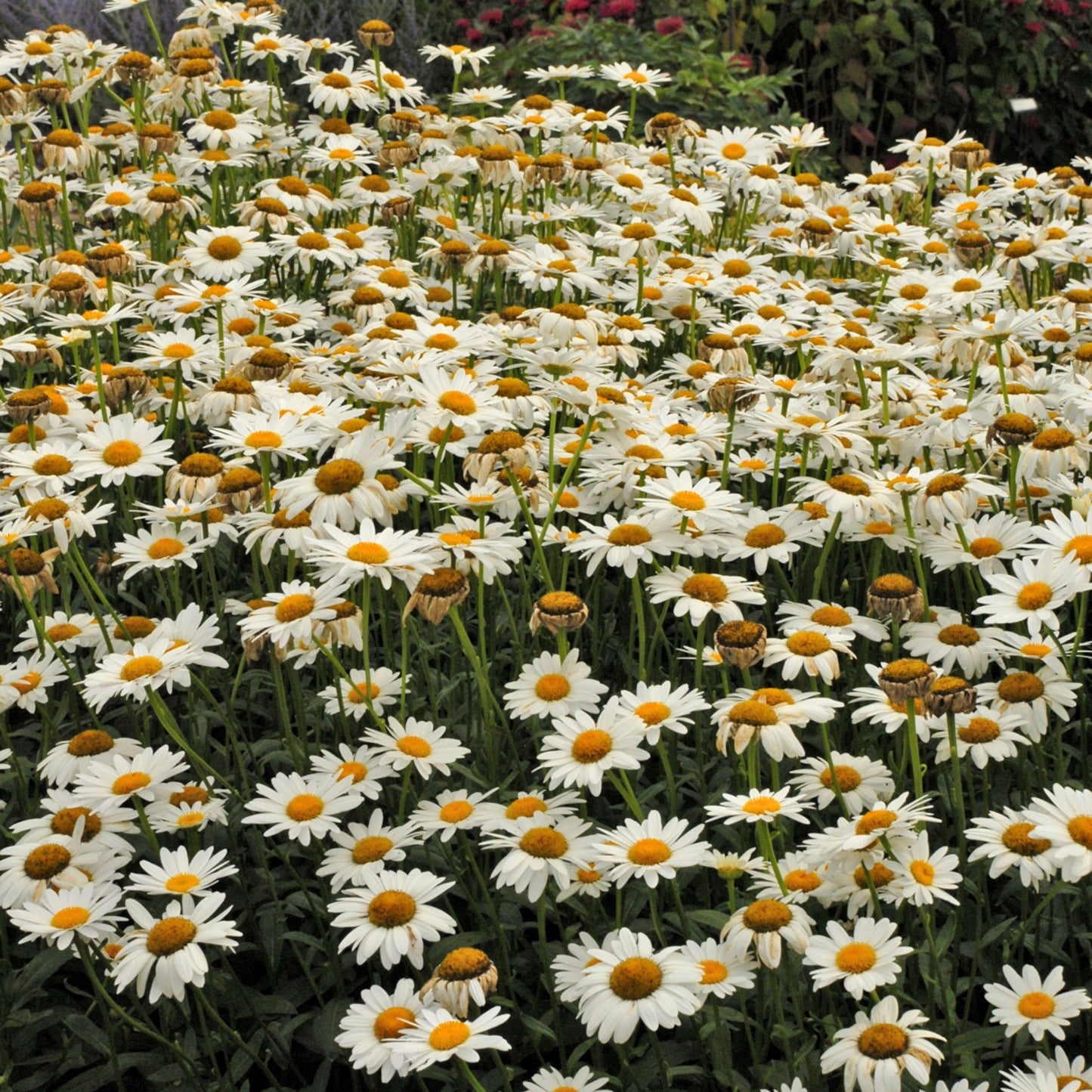 Becky' Shasta Daisy