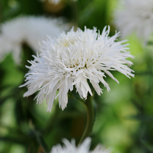 Marguerite blanche 'Santé'