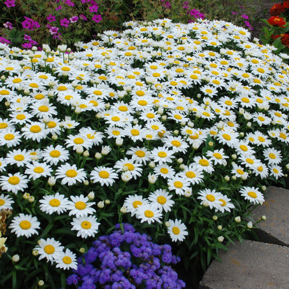 Marguerite blanche 'Snowcap'