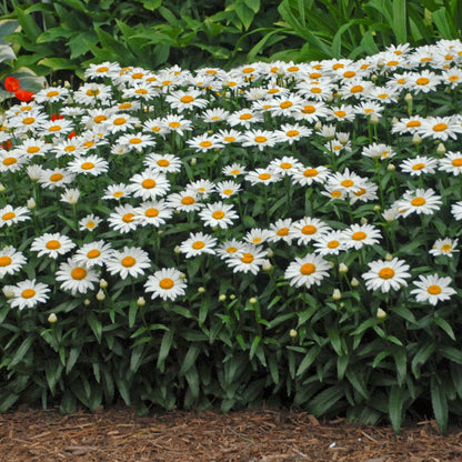 Marguerite blanche 'Snowcap'