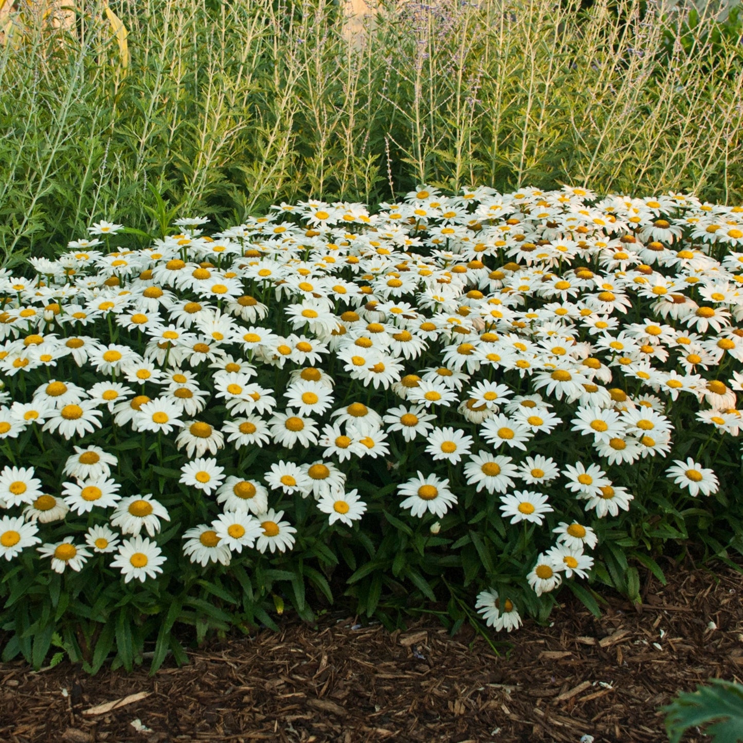 Snowcap' Shasta Daisy 