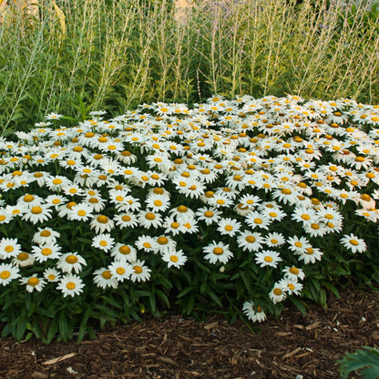 Marguerite blanche 'Snowcap'