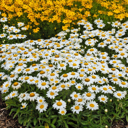 Marguerite blanche 'Snowcap'