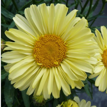 Leucanthemum REALFLOR® 'Real Sunbeam' – Marguerite d'automne 'Real Sunbeam'