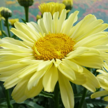 Leucanthemum REALFLOR® 'Real Sunbeam' – Marguerite d'automne 'Real Sunbeam'