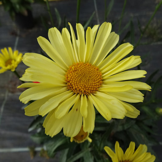 Leucanthemum REALFLOR® 'Real Sunbeam' – Marguerite d'automne 'Real Sunbeam'