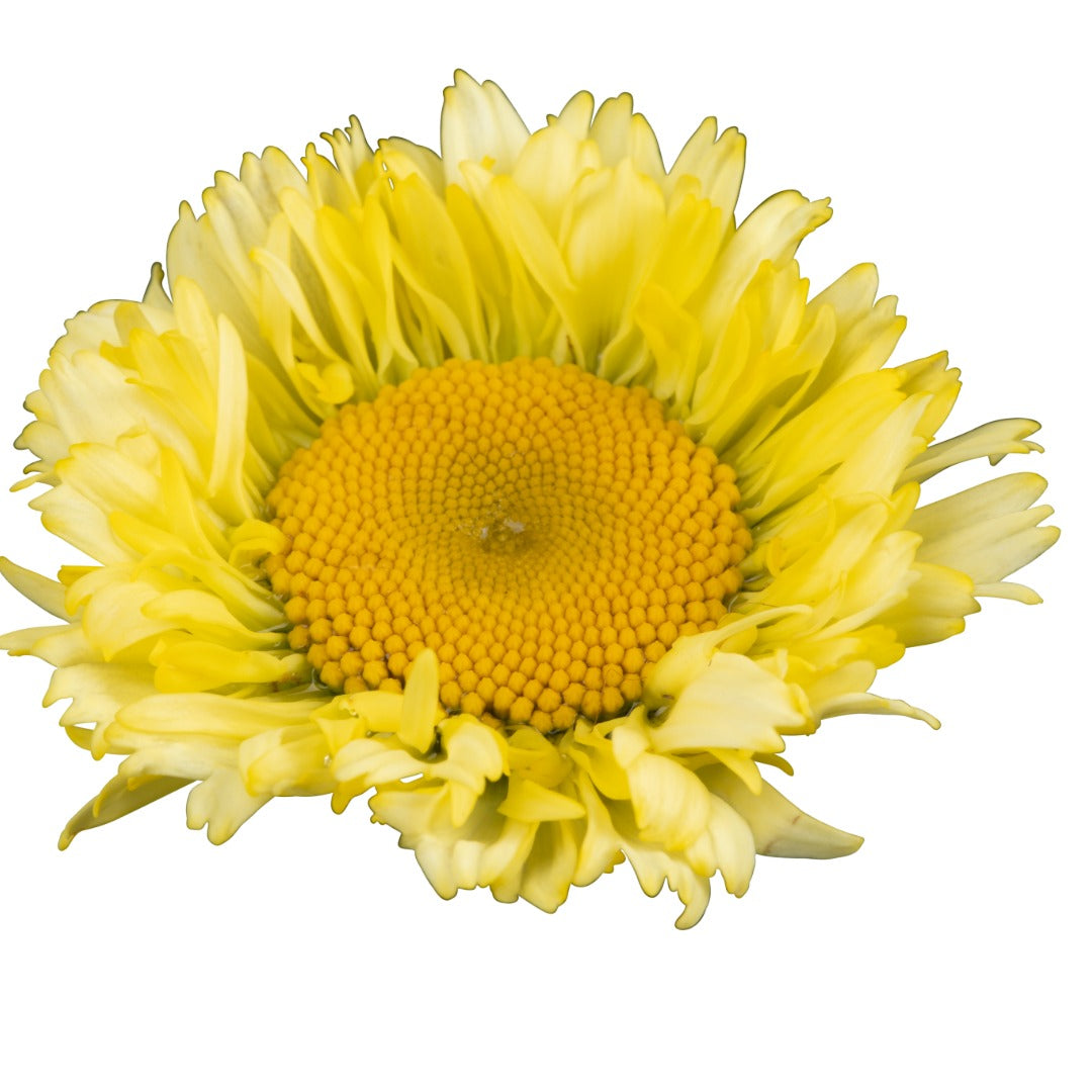 Leucanthemum 'Sweet Daisy® Izabel' – 'Sweet Daisy® Izabel' Shasta Daisy