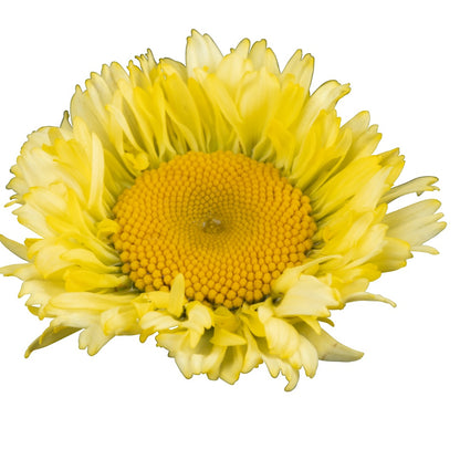 Leucanthemum 'Sweet Daisy® Izabel' – 'Sweet Daisy® Izabel' Shasta Daisy