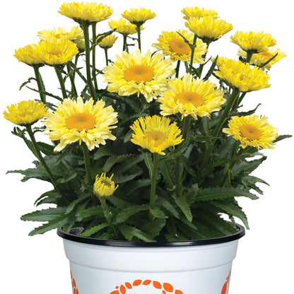Leucanthemum 'Sweet Daisy® Izabel' – 'Sweet Daisy® Izabel' Shasta Daisy