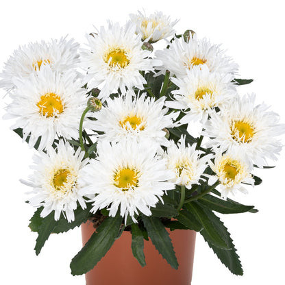 Leucanthemum 'Sweet Daisy® Rebecca' – 'Sweet Daisy® Rebecca' Shasta Daisy