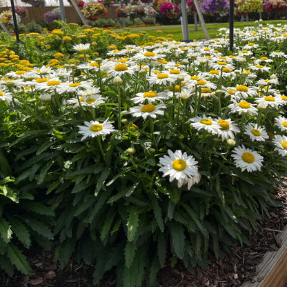 Becky' Shasta Daisy