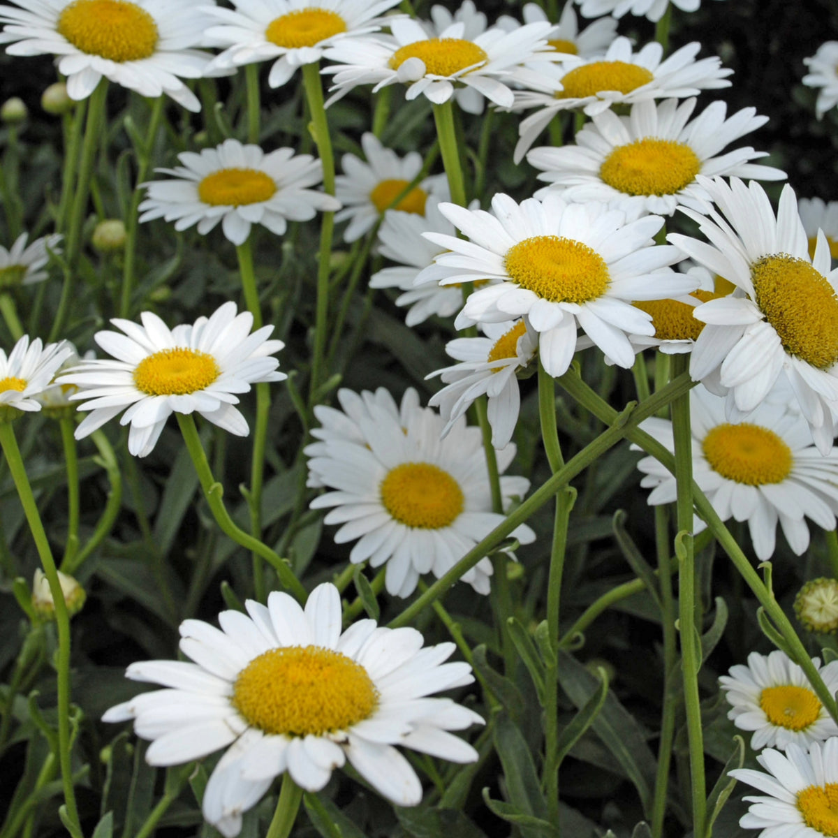 Becky' Shasta Daisy | The Indestructible Classic Perennial ...
