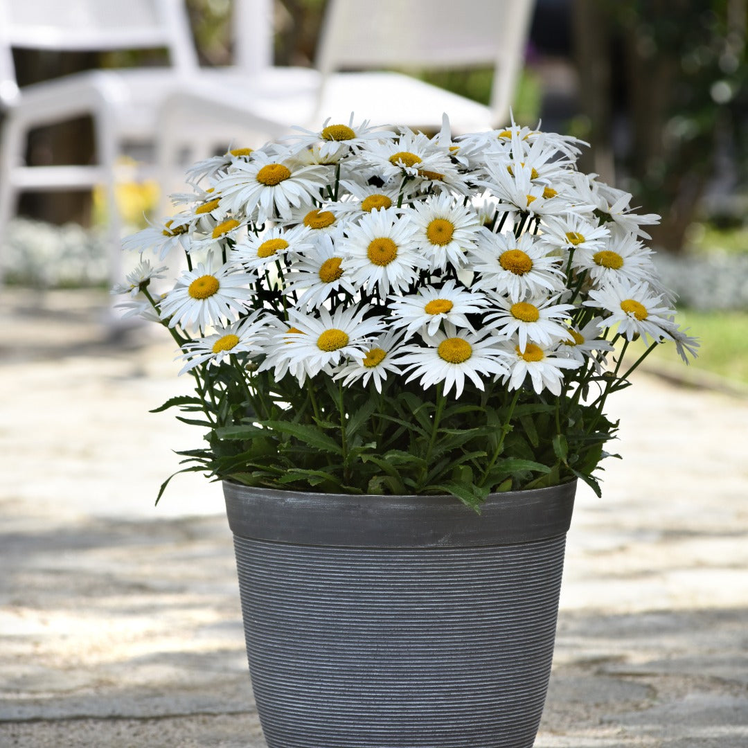Leucanthemum x superbum Madonna® – Madonna® Shasta Daisy