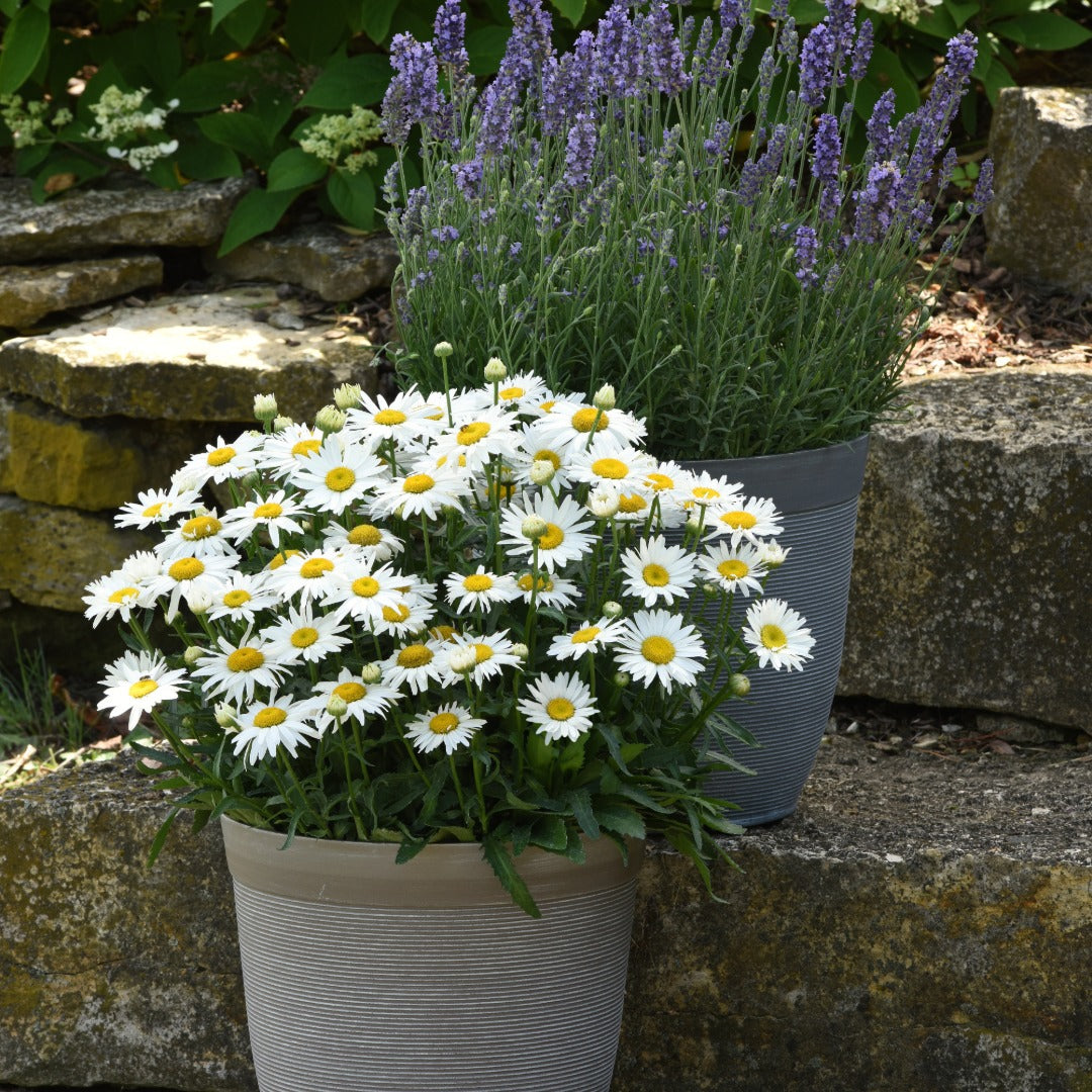 Leucanthemum x superbum Madonna® – Madonna® Shasta Daisy