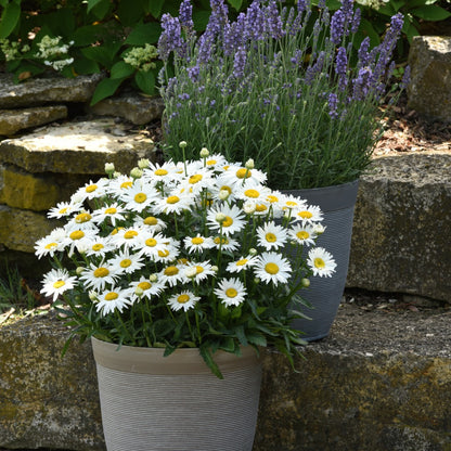 Leucanthemum x superbum Madonna® – Madonna® Shasta Daisy