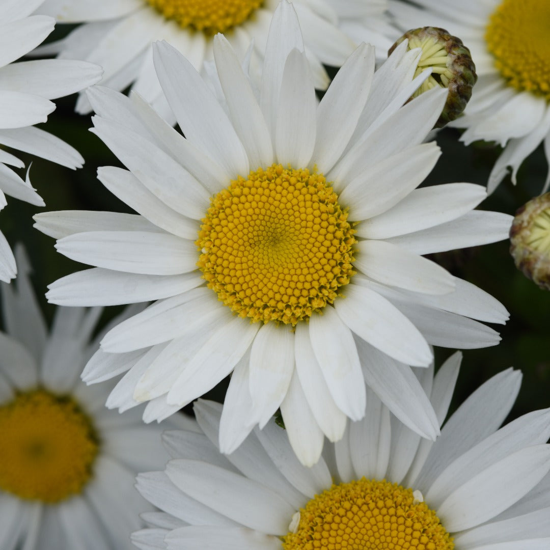 Leucanthemum x superbum Madonna® – Madonna® Shasta Daisy