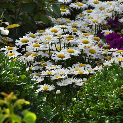 Leucanthemum x superbum Madonna® – Madonna® Shasta Daisy