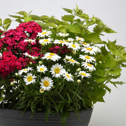 Leucanthemum x superbum Madonna® – Madonna® Shasta Daisy