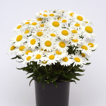 Leucanthemum x superbum Madonna® – Madonna® Shasta Daisy