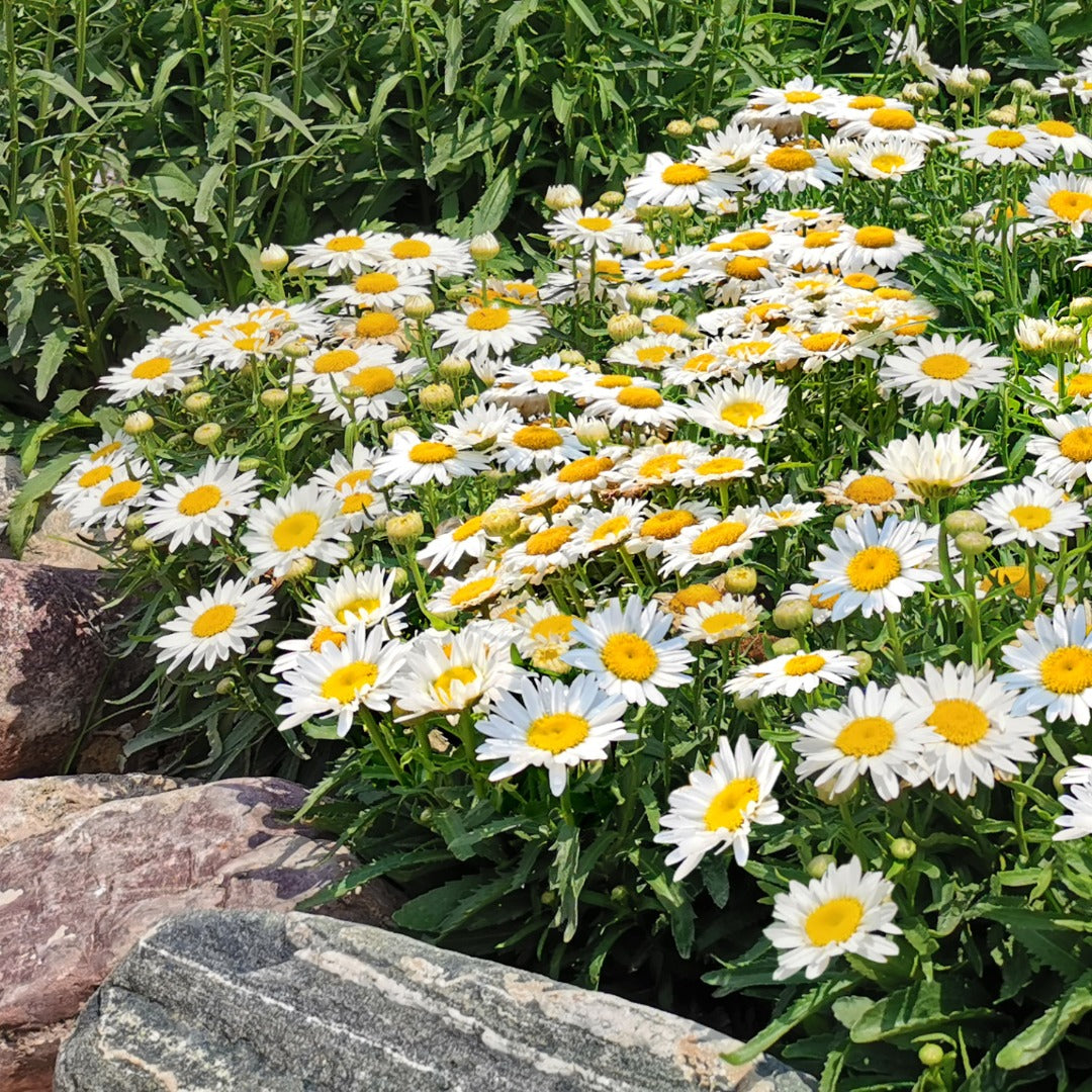 Leucanthemum x superbum Madonna® – Madonna® Shasta Daisy