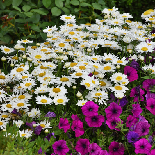 Leucanthemum x superbum Madonna® – Madonna® Shasta Daisy