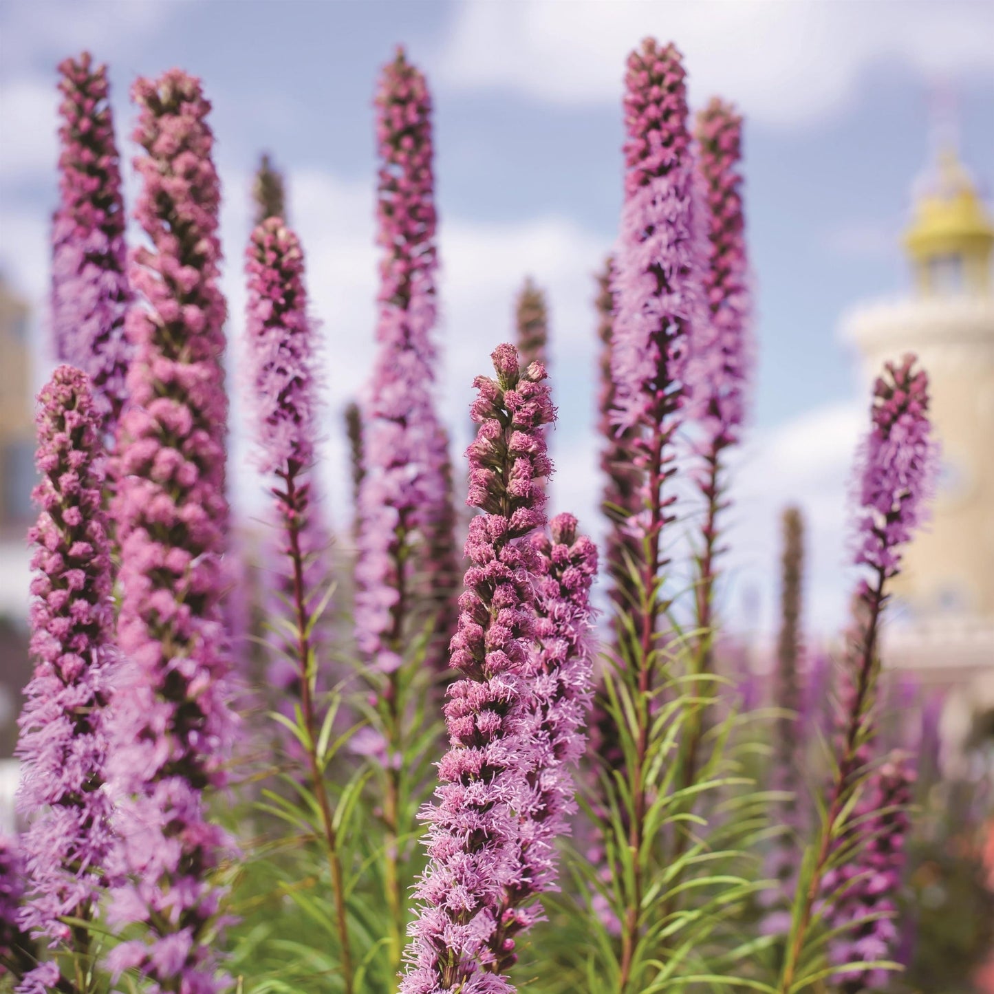 Dense Blazing Star