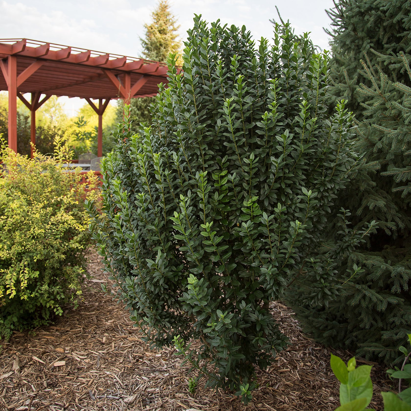 Privet Straight Talk
