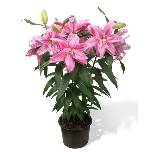 ROSELILY® Sara Oriental Lily