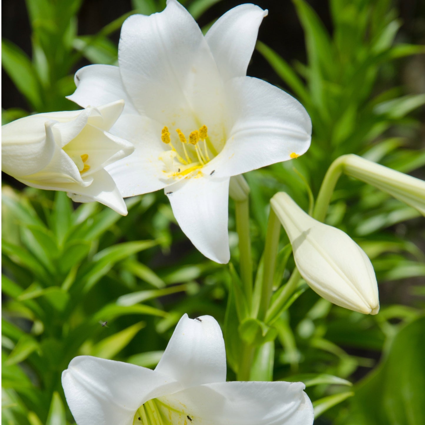 jerusalem lily flower Miracle' Easter Lily: Pure White Blooms & Fragrance