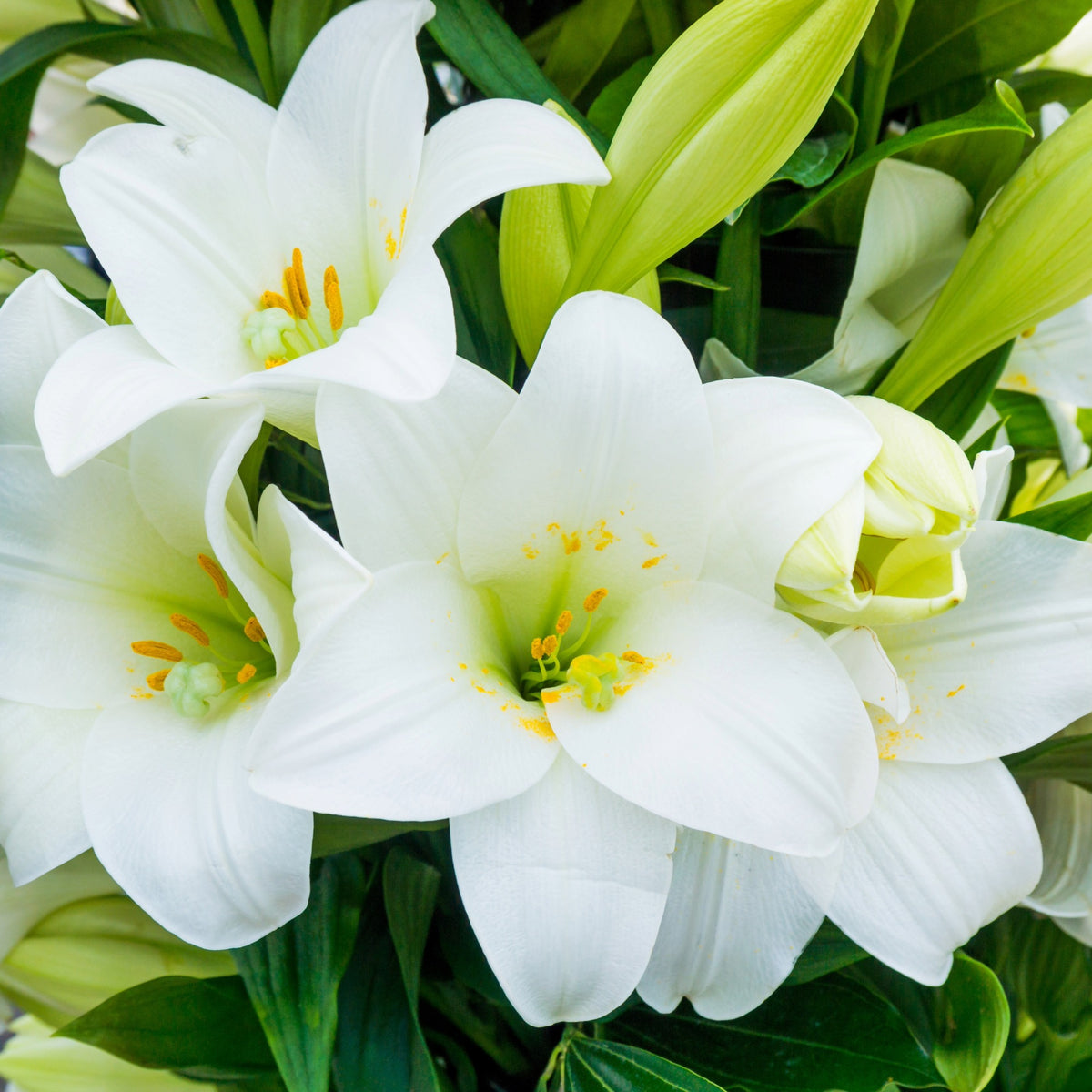 Pure Botanix 'Miracle' Easter Lily: Pure White Blooms & Fragrance | Botanix ...