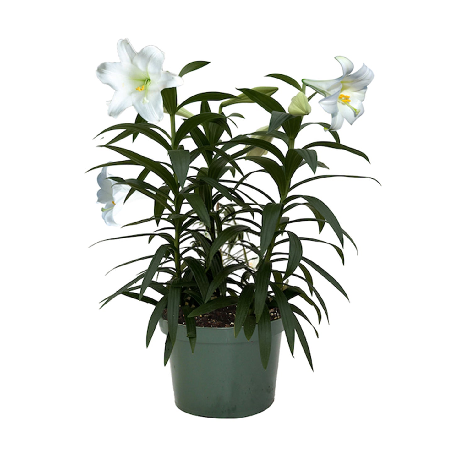 Lilium longiflorum 'Miracle' – Lys de Pâques 'Miracle'