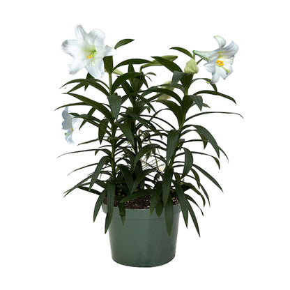 Lilium longiflorum 'Miracle' – Lys de Pâques 'Miracle'