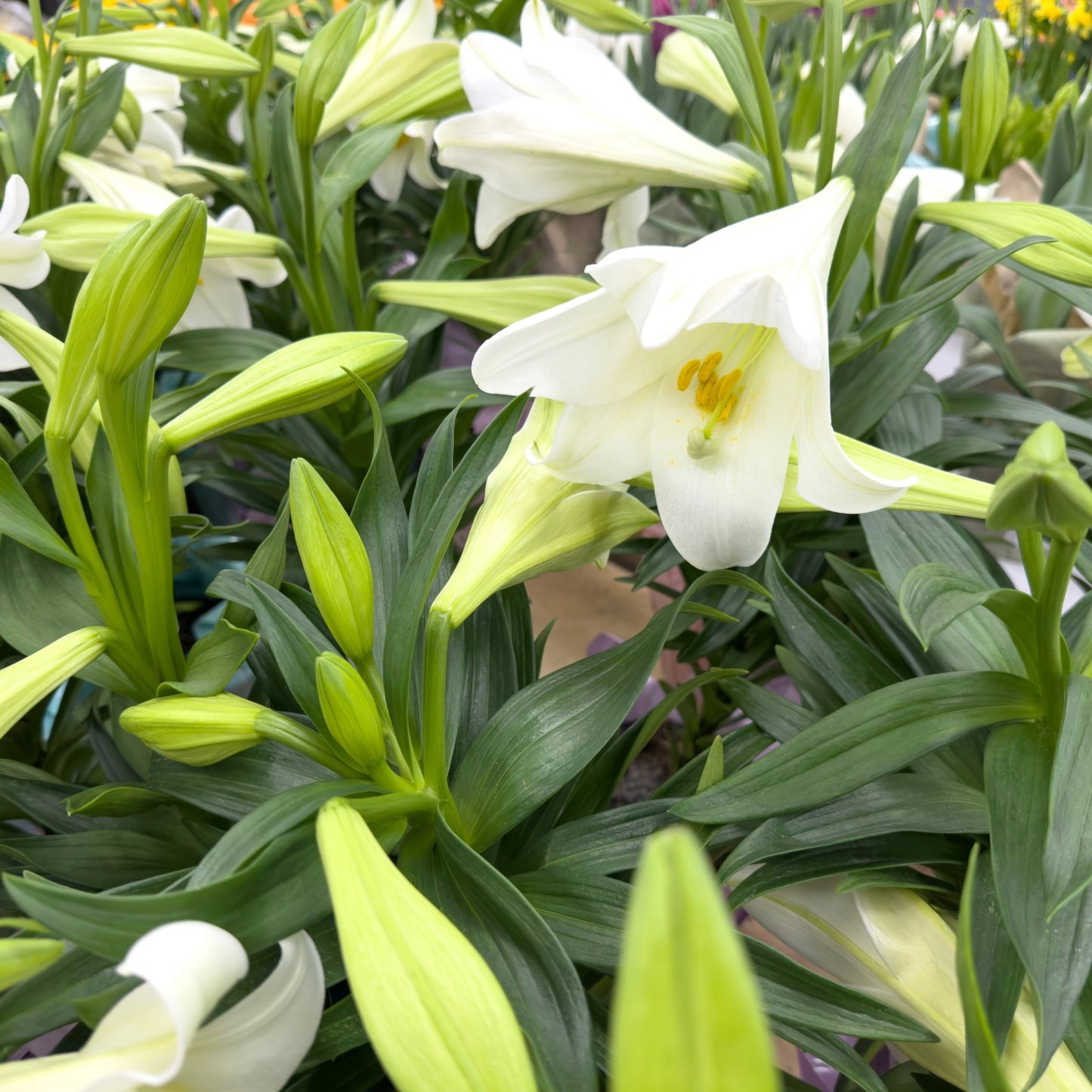 Lilium longiflorum 'Miracle' – Lys de Pâques 'Miracle'