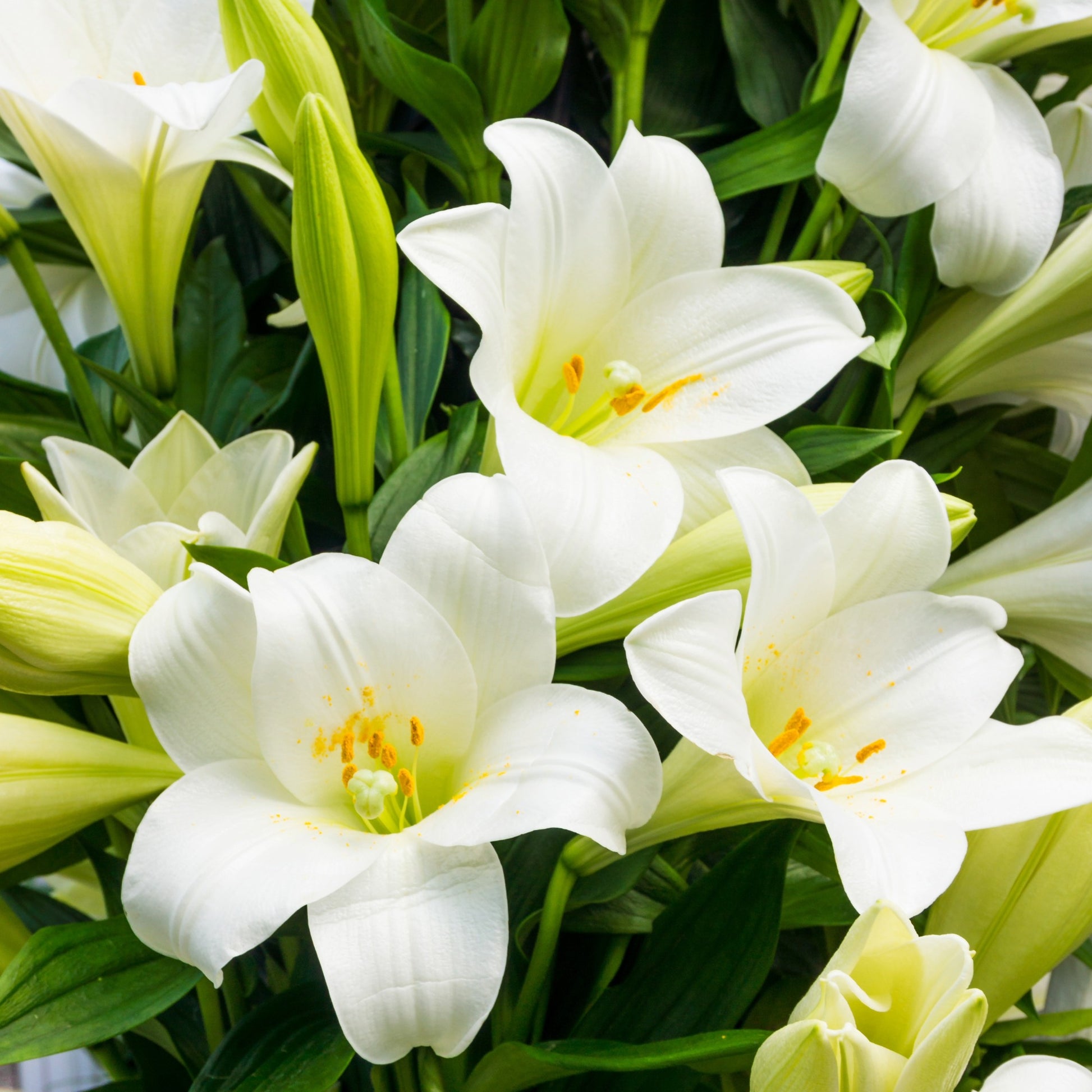 pure white lily Miracle' Easter Lily: Pure White Blooms & Fragrance