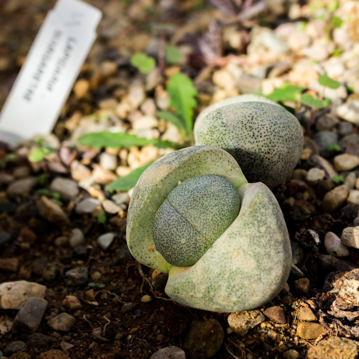 Sélection de Lithops et Mesembs