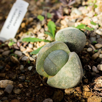 Selection of Lithops and Mesembs