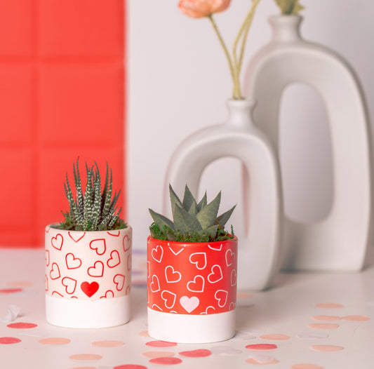 Planter with Haworthia Lovely - Live Trends