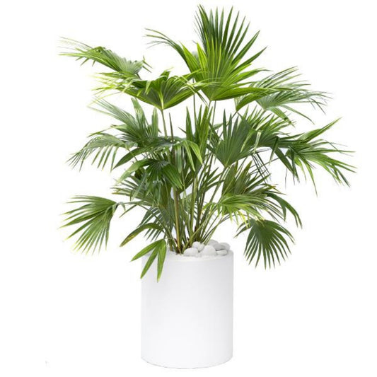 Chinese Fan Palm