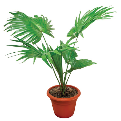 Chinese Fan Palm