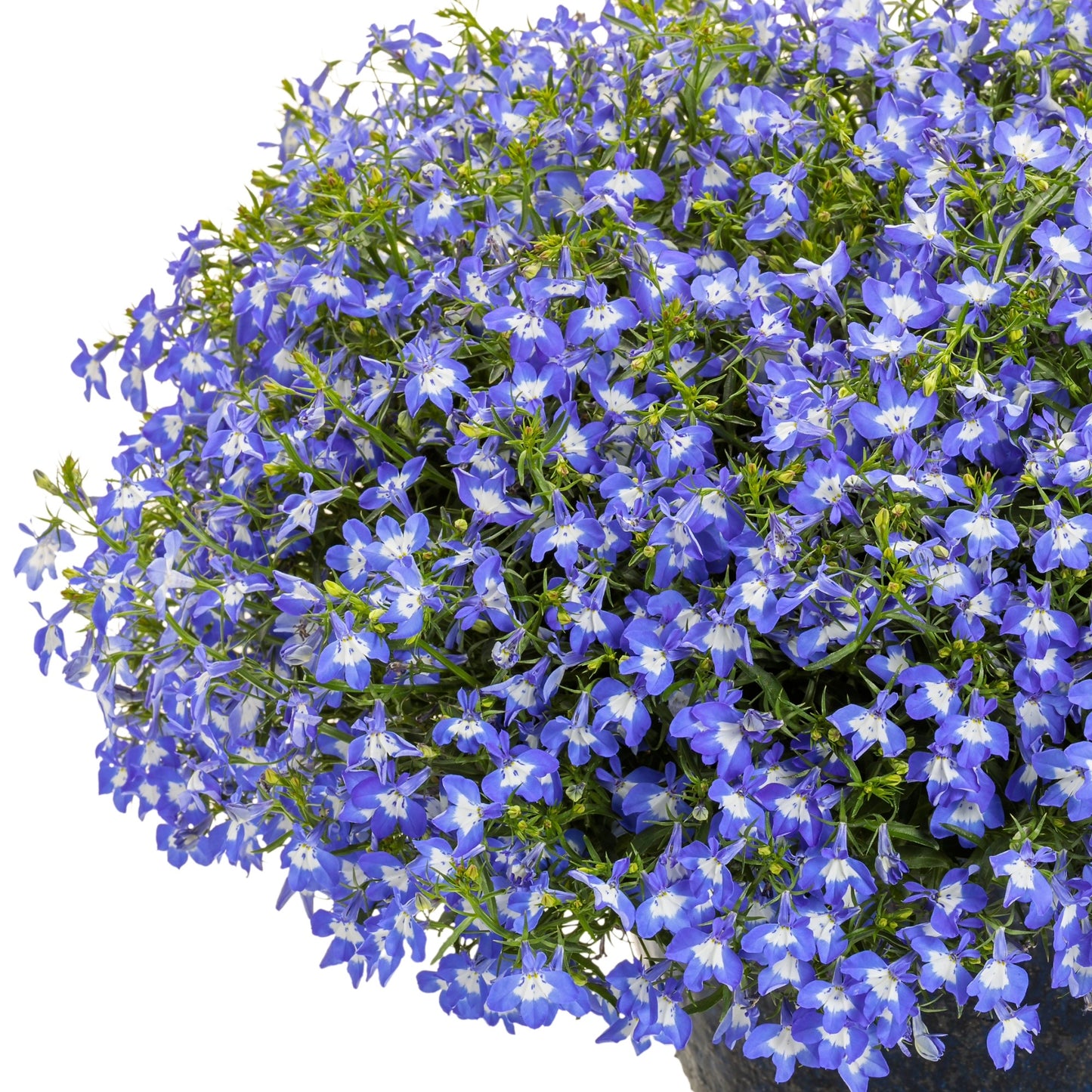 Lobelia LAGUNA® Royale Blue Pearl – Lobélie 'Royale Blue Pearl'
