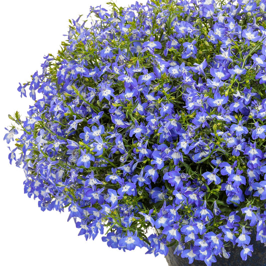 Lobelia LAGUNA® Royale Blue Pearl – Lobélie 'Royale Blue Pearl'