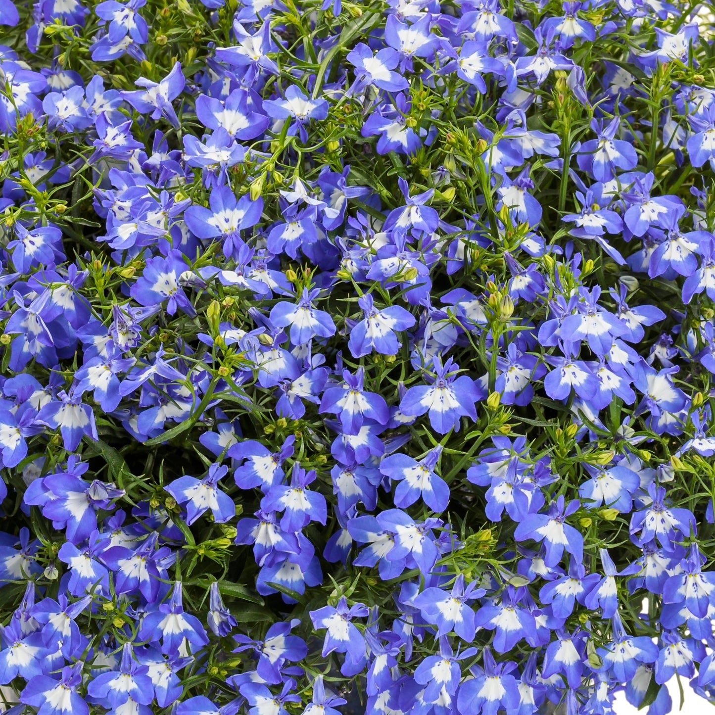 Lobelia LAGUNA® Royale Blue Pearl – Lobélie 'Royale Blue Pearl'