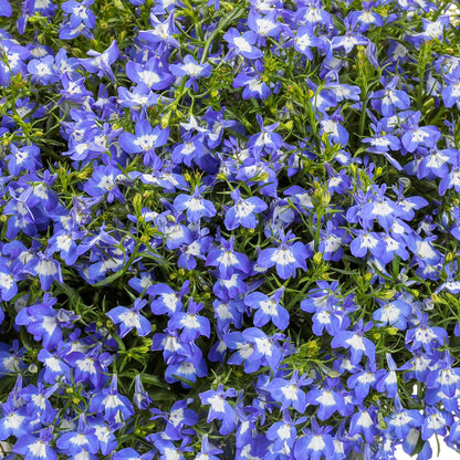 Lobelia LAGUNA® Royale Blue Pearl – Lobélie 'Royale Blue Pearl'