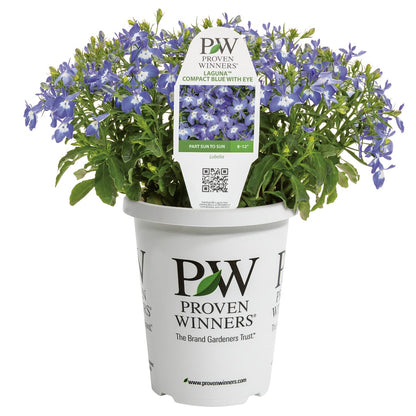 Lobelia LAGUNA® Royale Blue Pearl – Lobélie 'Royale Blue Pearl'