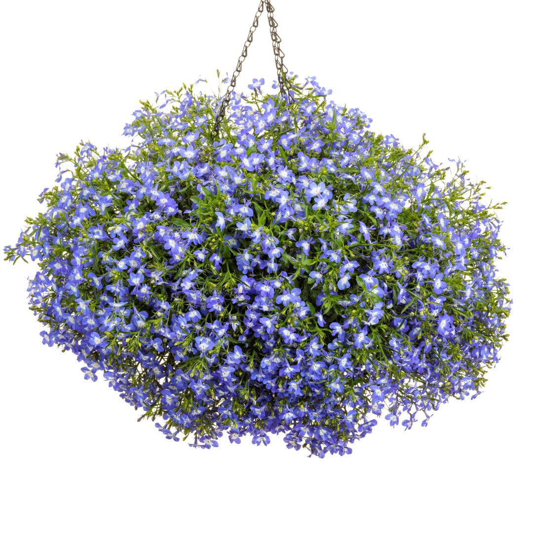 Lobelia LAGUNA® Royale Blue Pearl – Lobélie 'Royale Blue Pearl'