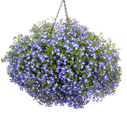 Lobelia LAGUNA® Royale Blue Pearl – Lobélie 'Royale Blue Pearl'