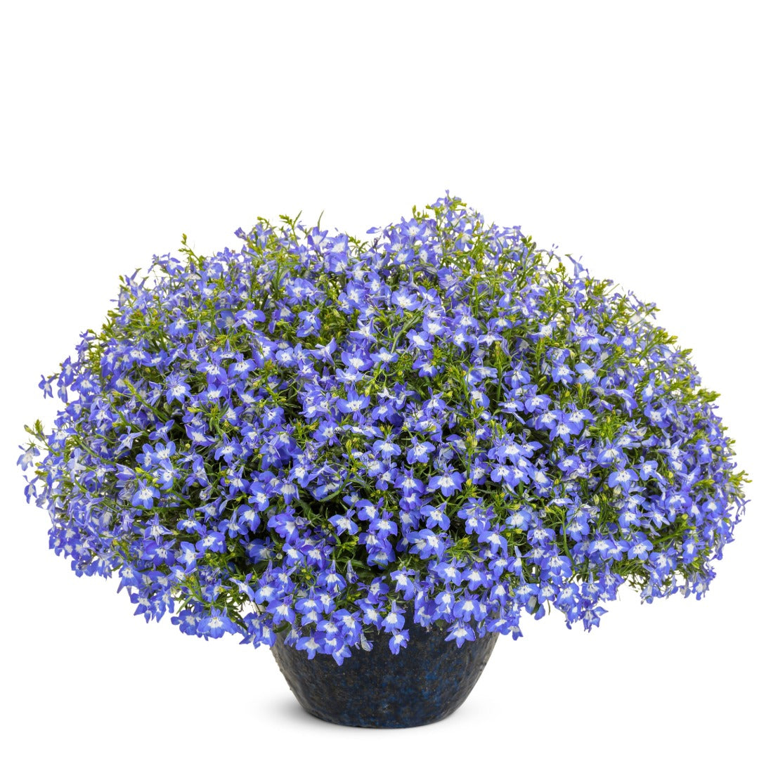 Lobelia LAGUNA® Royale Blue Pearl – Lobélie 'Royale Blue Pearl'