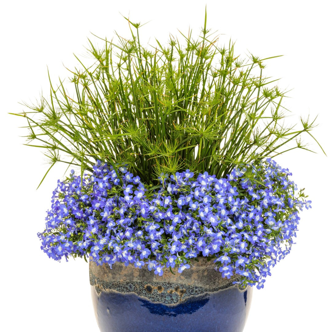 Lobelia LAGUNA® Royale Blue Pearl – Lobélie 'Royale Blue Pearl'