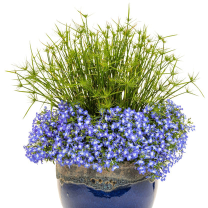 Lobelia LAGUNA® Royale Blue Pearl – Lobélie 'Royale Blue Pearl'