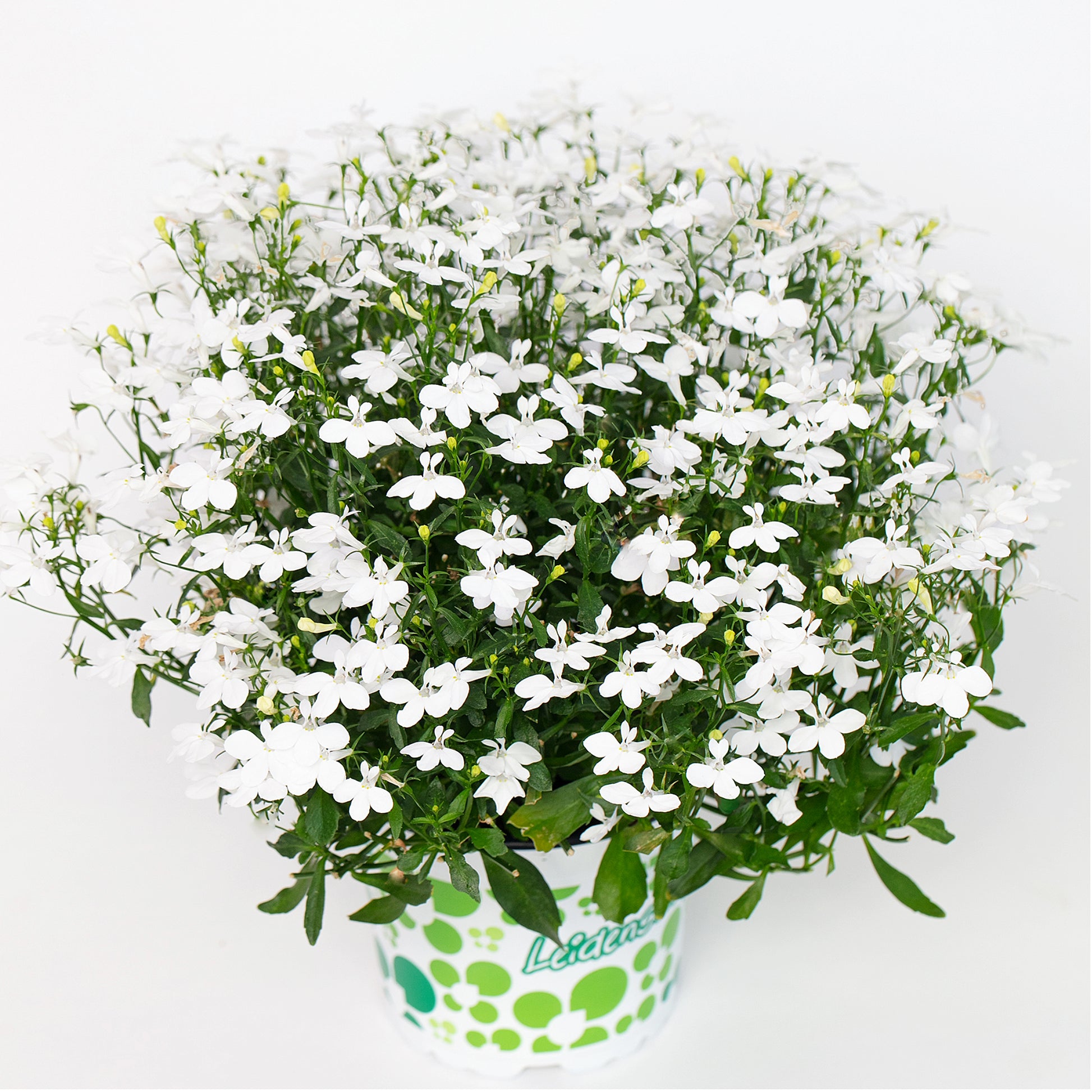 lobelia plant in pot Lobelia HOTPOT®: Burst of Colour for Summers